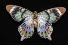 USA, Washington State, Sammamish. Swallowtail butterfly Art Print